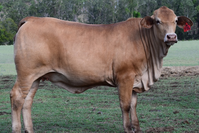 Bryvonlea Fancy Babette